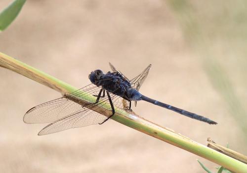 Réf. 263 786 : Orthetrum trinacria